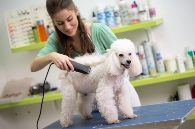 dog grooming order dog grooming order