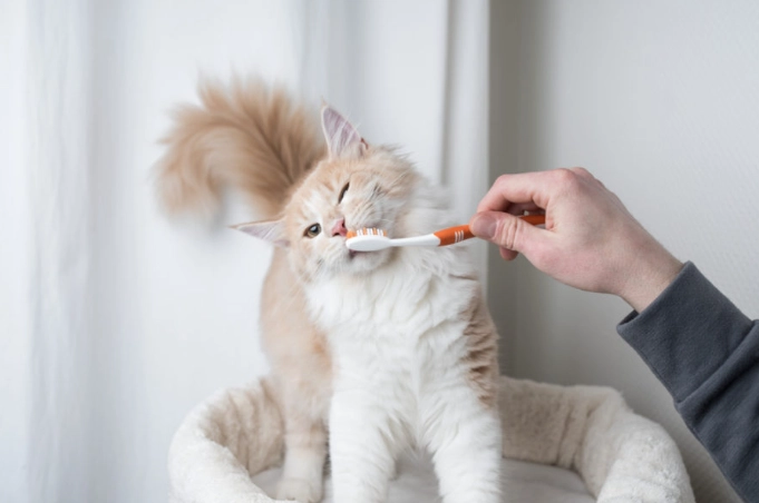 cat dental cleaning cost