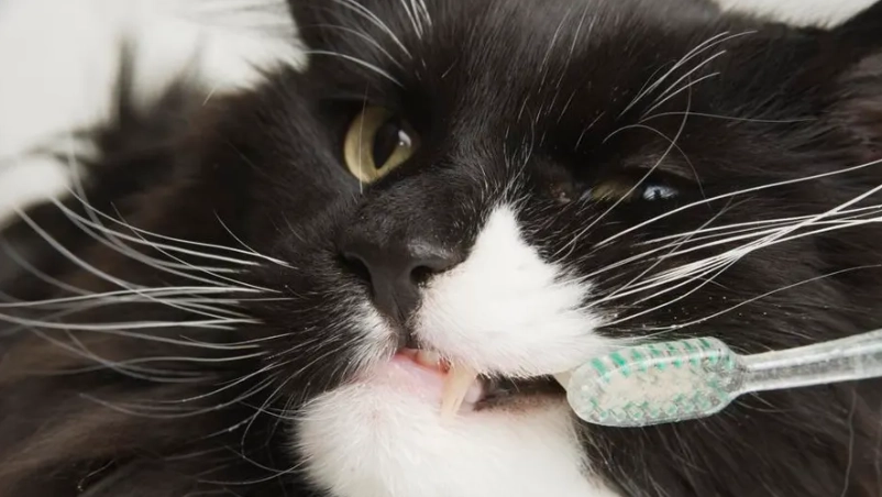 cat dental cleaning cost