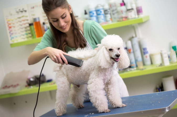 beginner dog grooming beginner dog grooming