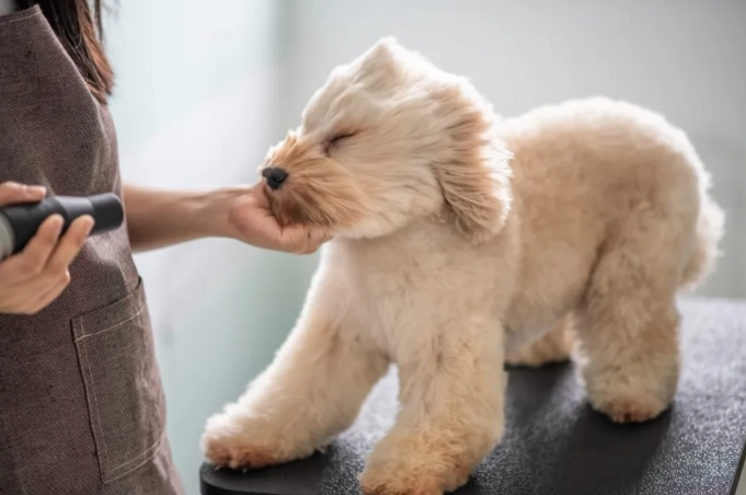 What are some common dog grooming mistakes to avoid?