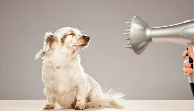 how to groom a dog properly