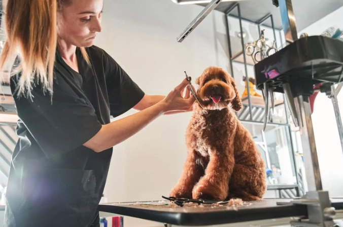 level 1 dog grooming level 1 dog grooming