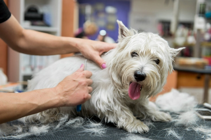 dog grooming mistakes