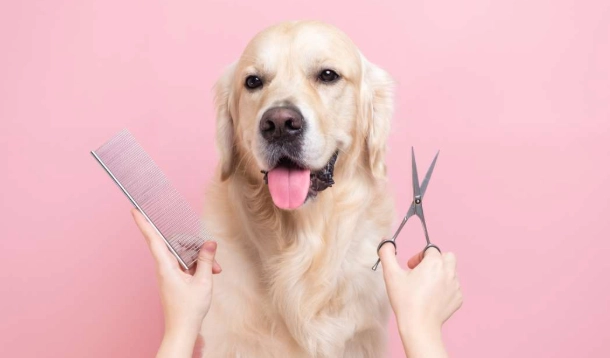 how to groom a dog properly