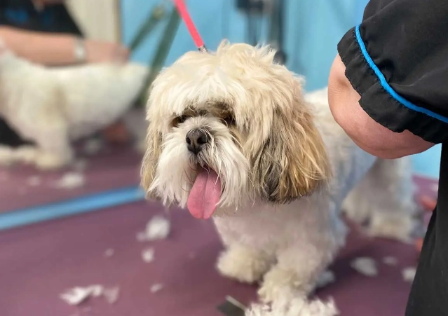 basic dog grooming services basic dog grooming services