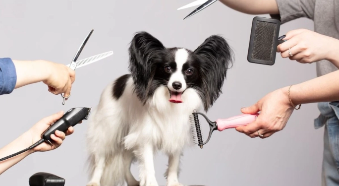 beginner dog grooming beginner dog grooming