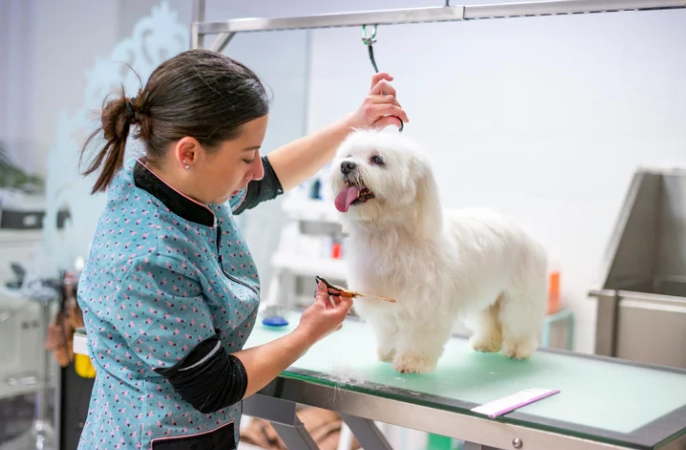 level 1 dog grooming level 1 dog grooming