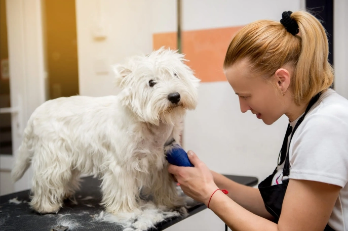 beginner dog grooming beginner dog grooming