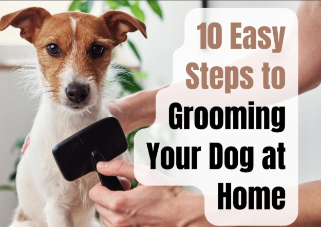 dog grooming order dog grooming order