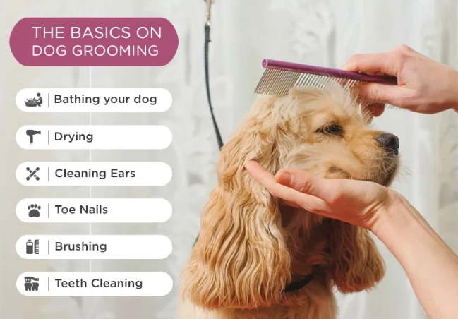 professional dog grooming guide