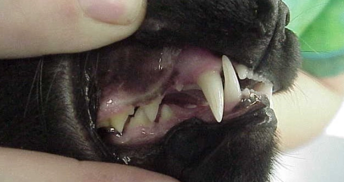 how much is a cat teeth cleaning