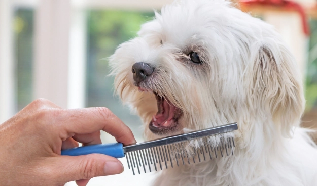 how to groom a dog step by step how to groom a dog step by step