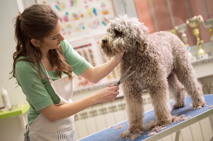 basic dog grooming services basic dog grooming services