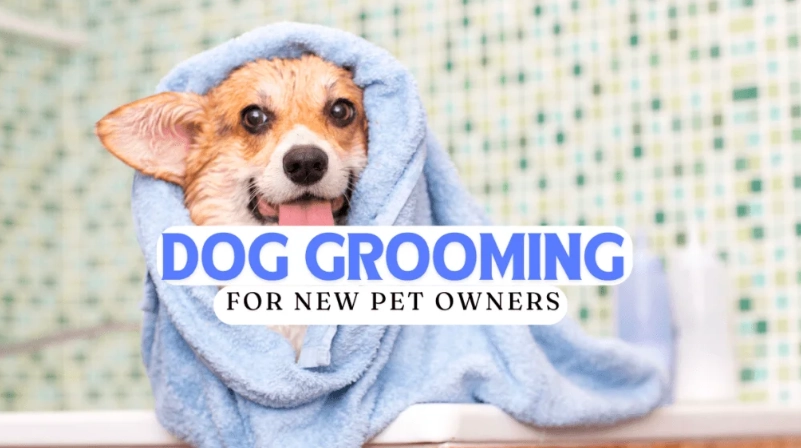 rule of 5 dog grooming