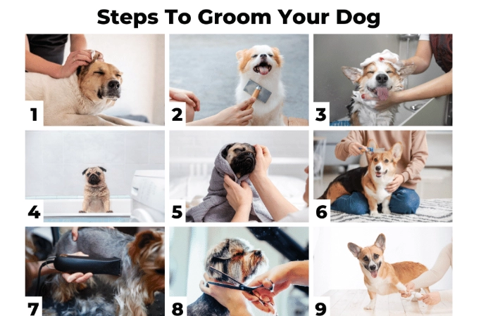 dog grooming steps
