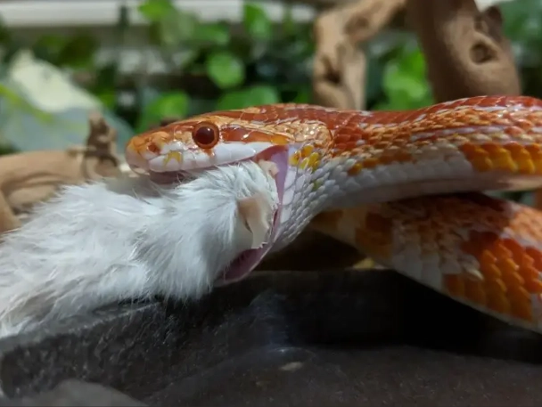 when to feed a new snake