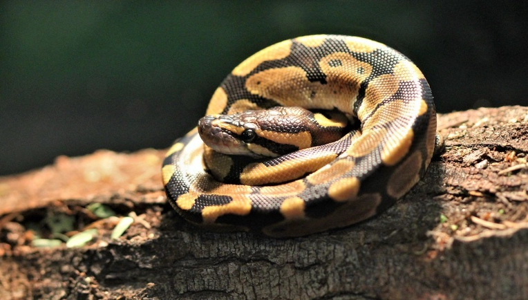 ball python settling in period