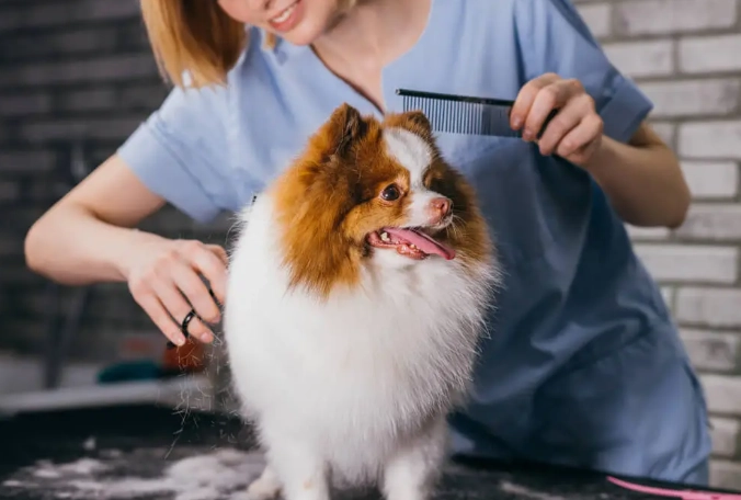 dog groomer tip etiquette