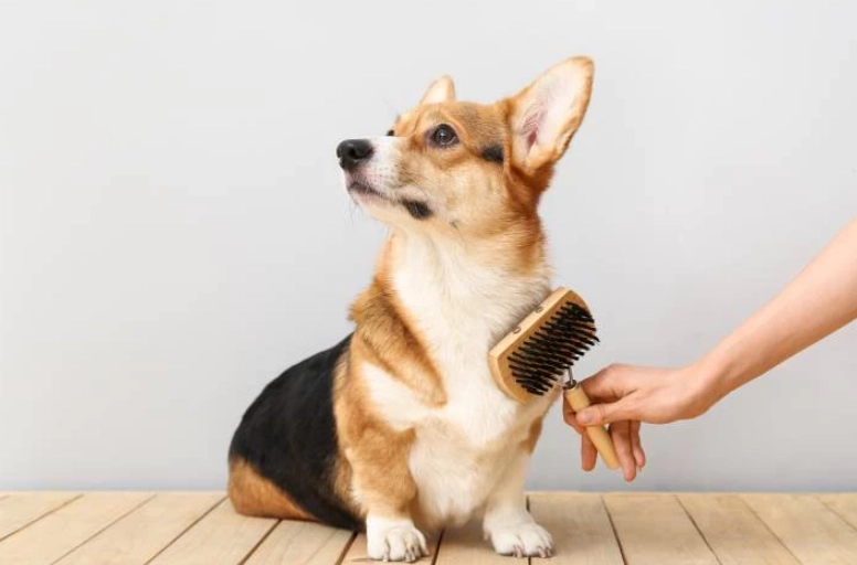 dog grooming direction