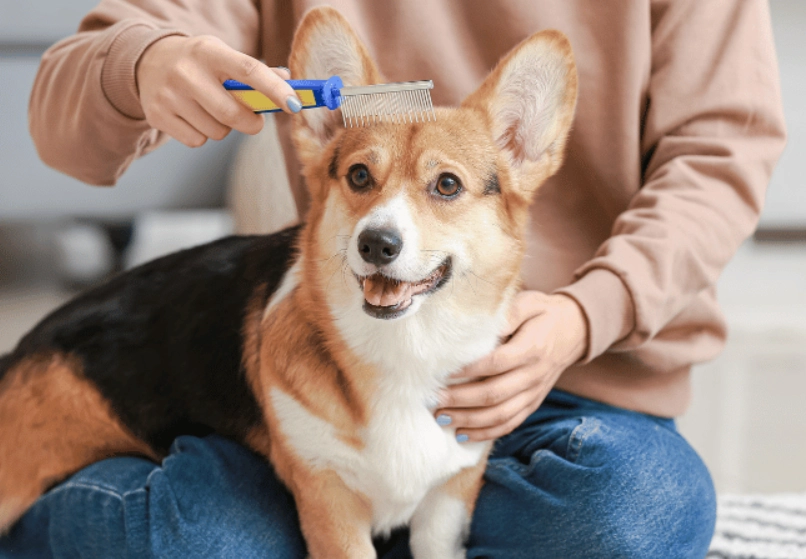how to brush a dog correctly