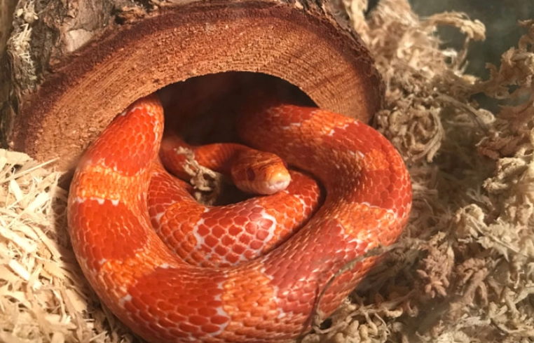 corn snake care