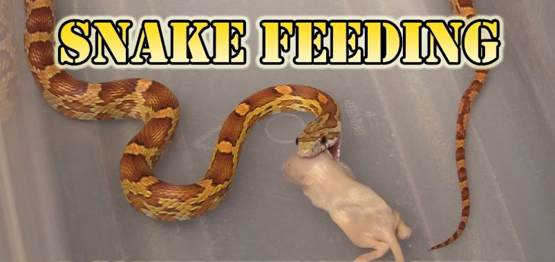new snake feeding schedule