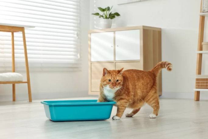 cat litter training