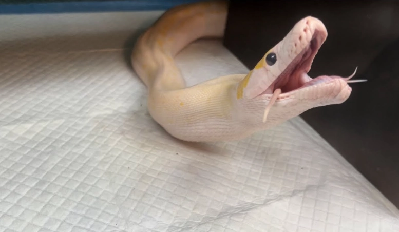 first time feeding snake