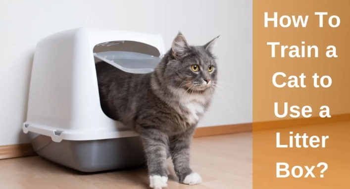 train cat to use litter box