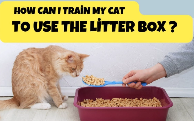 cat litter training
