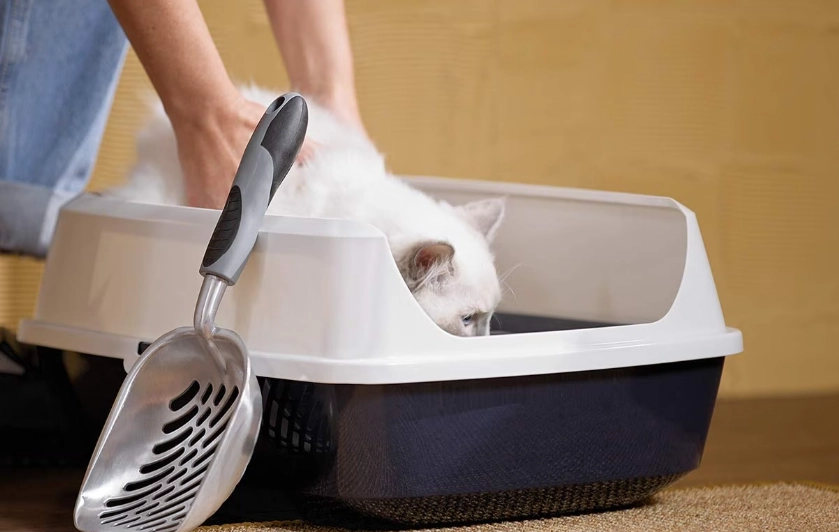 when to start litter training a kitten when to start litter training a kitten