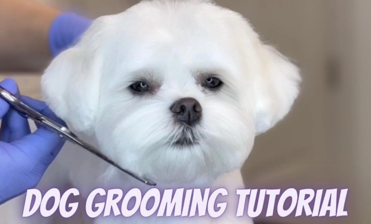 dog grooming step by step