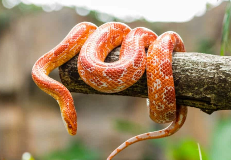 corn snake care