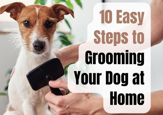dog grooming step by step