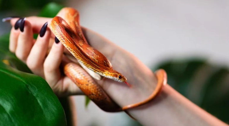 corn snake setup