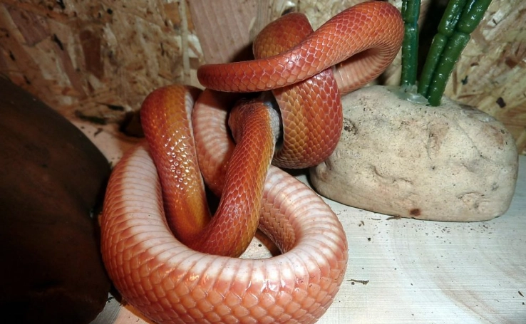 corn snake setup