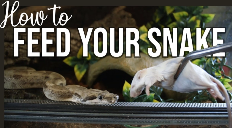 when to feed a new snake