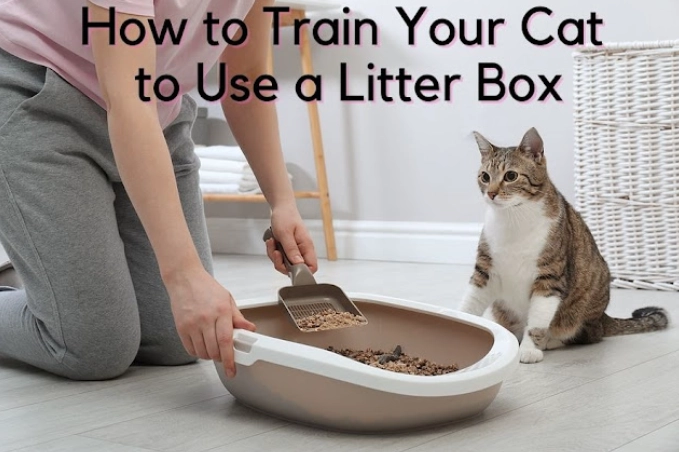 litter box training