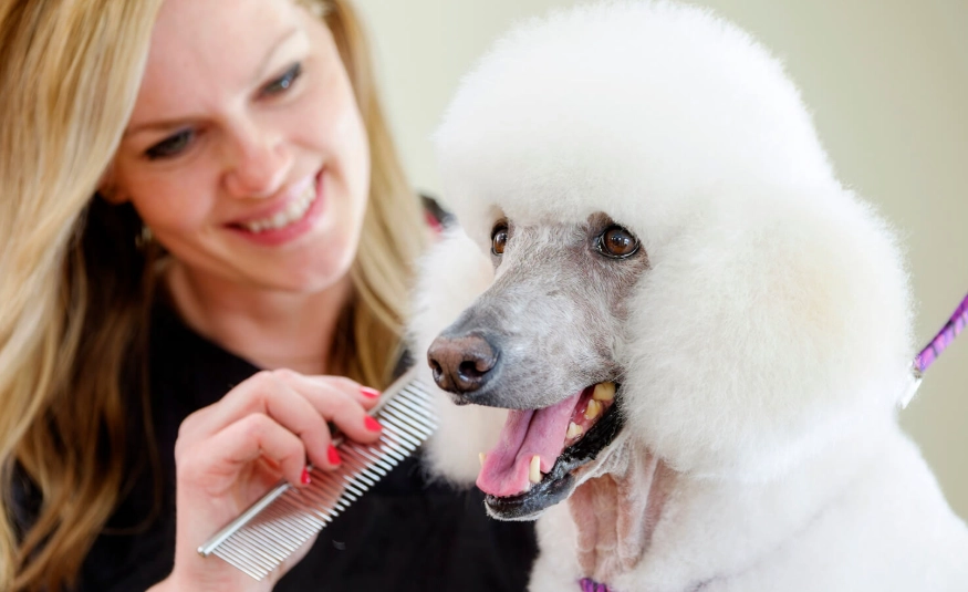 dog grooming direction