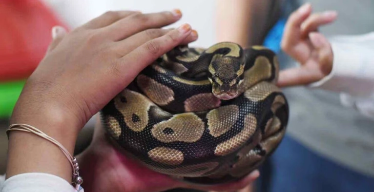 new ball python handling