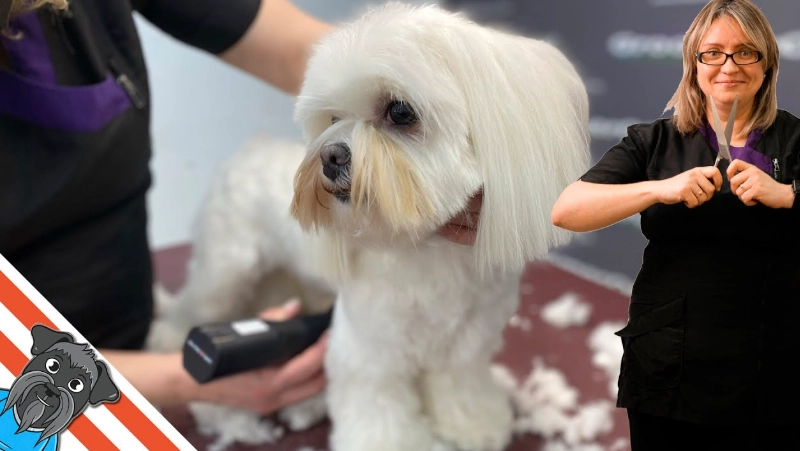 dog grooming for beginners