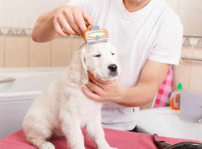dog grooming for beginners dog grooming for beginners