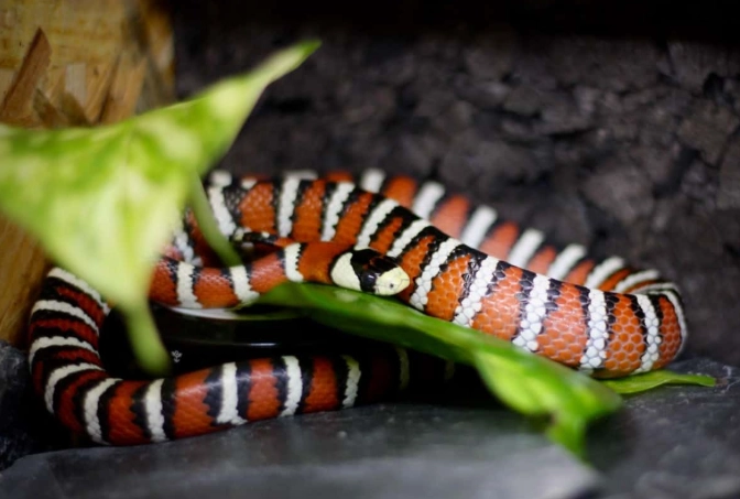 are milk snakes good pets