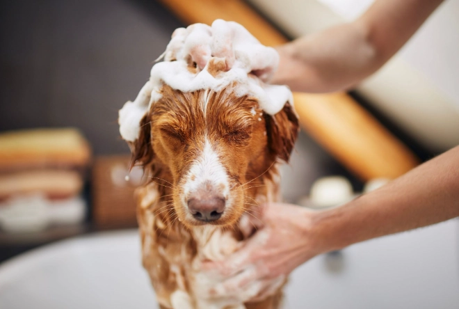 dog grooming for beginners at home