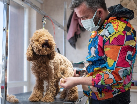 how to groom your dog