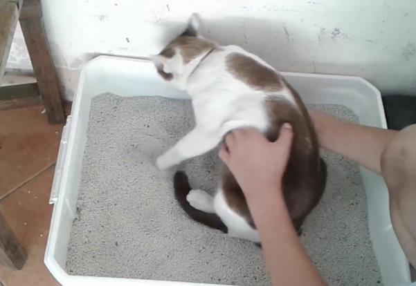 how to litter train a kitten fast how to litter train a kitten fast