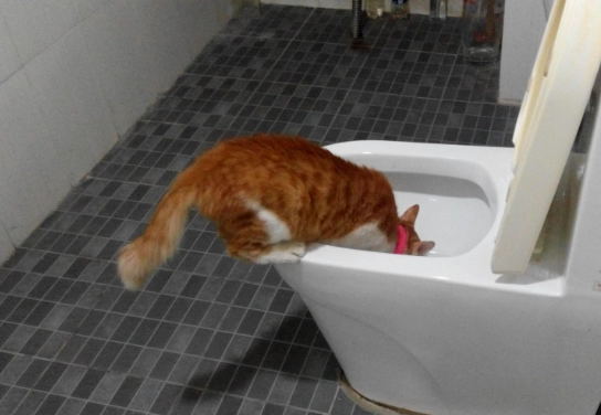 how to litter train an adult cat