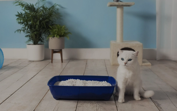 best litter box for cats best litter box for cats