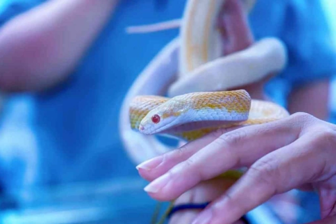 do pet snakes like their owners